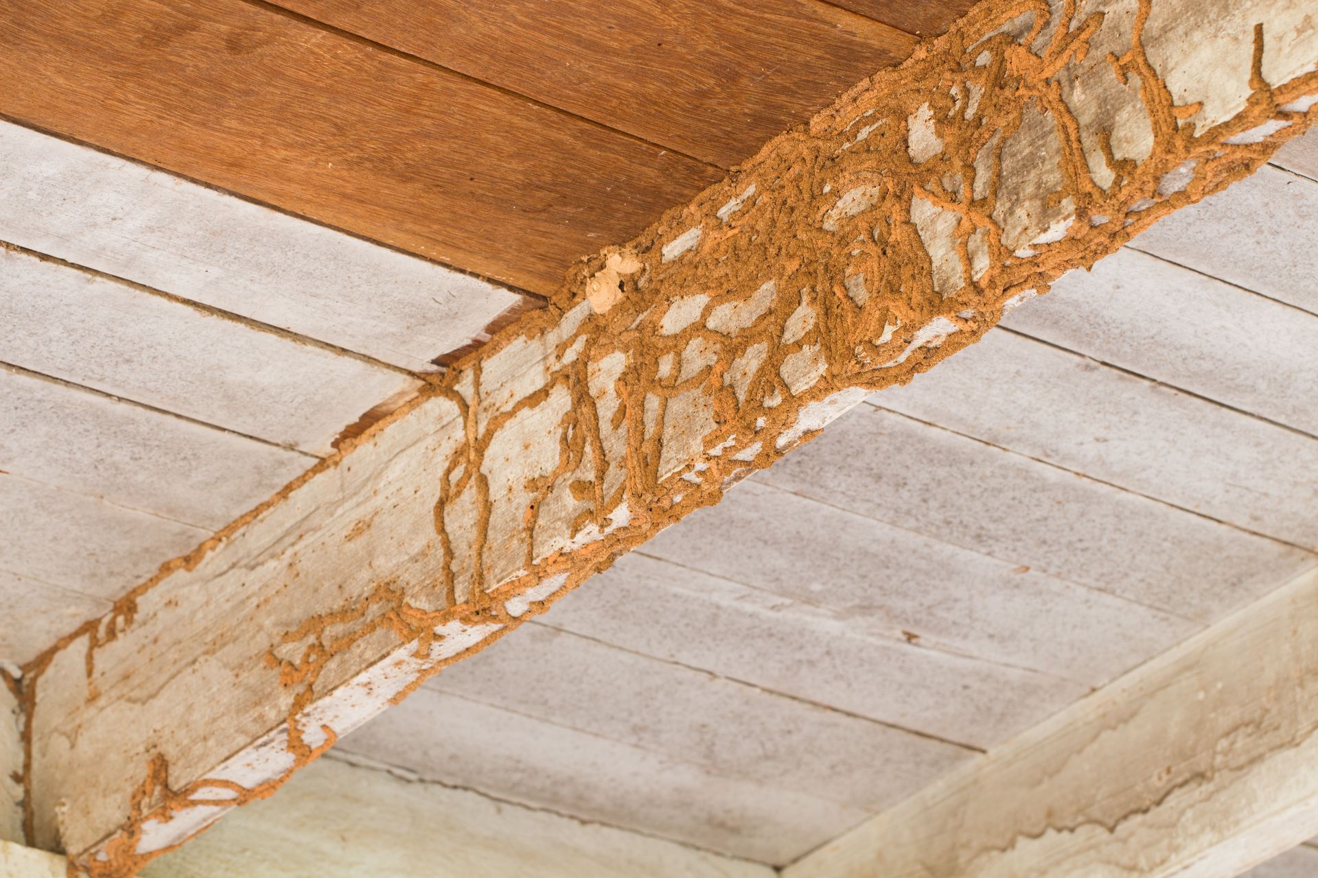 safe termite control