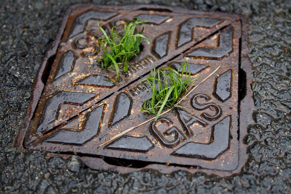 Metal gas cover in pavement, with grass growing through holes.