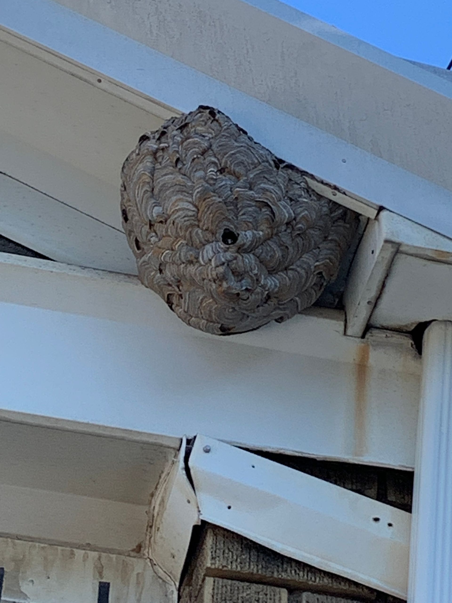 Wasp nest attached under white roof eaves with a single opening.