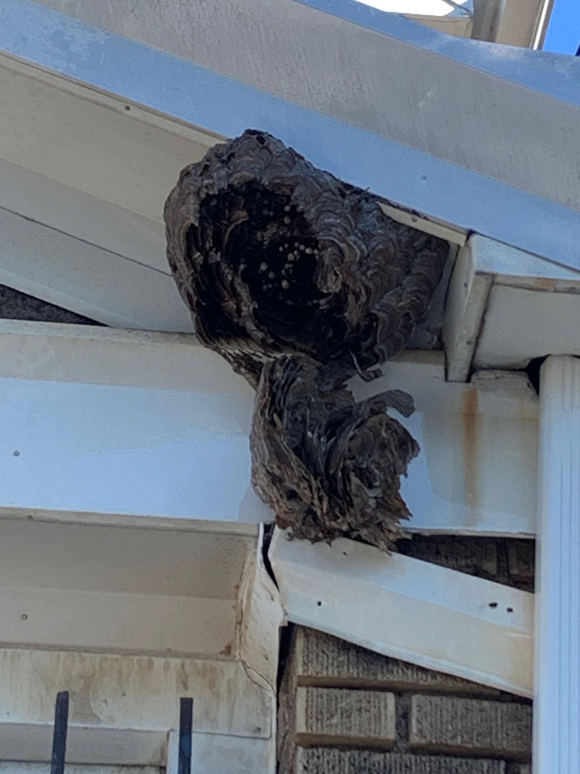 Dark bird nest tucked under a white roof eave next to a blue wall