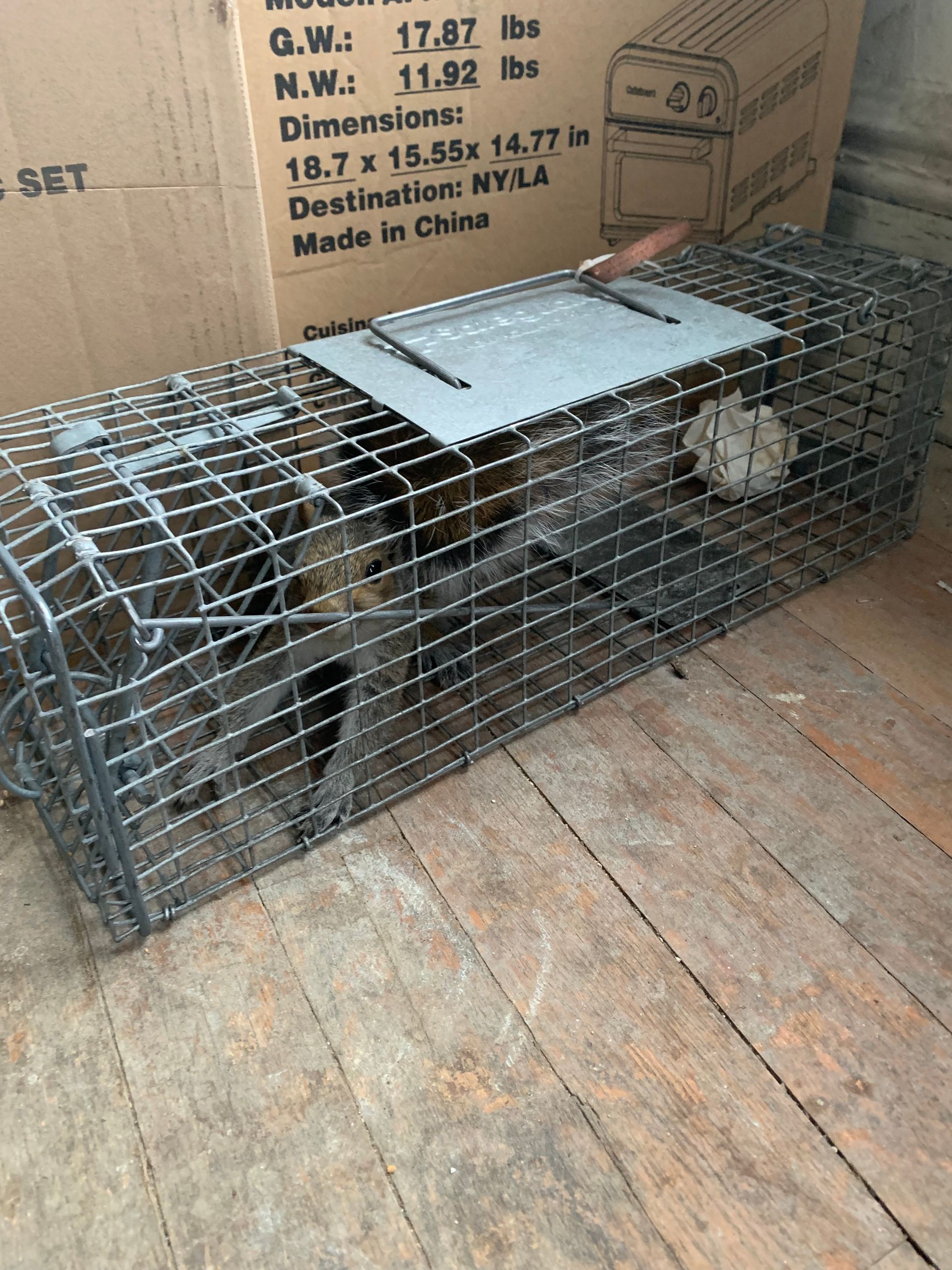 Two small animals in wire cages on a wooden floor beside cardboard boxes