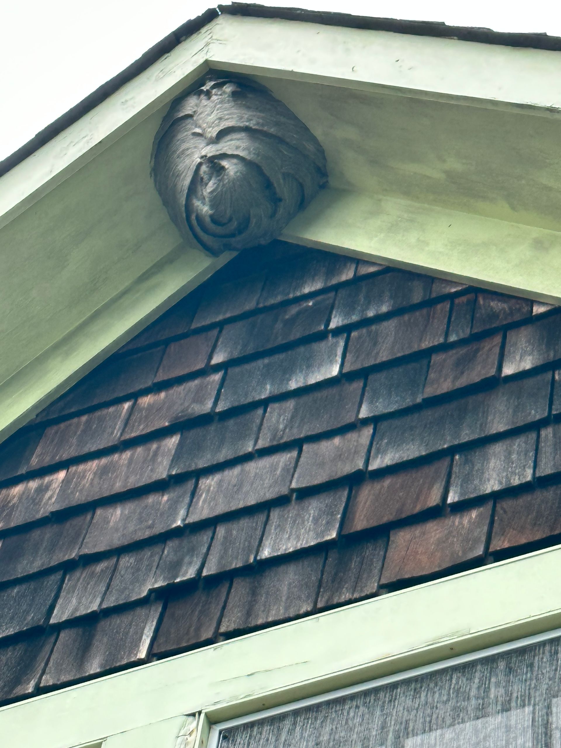 Wasp nest under the eaves of a house with blue-gray shingle siding