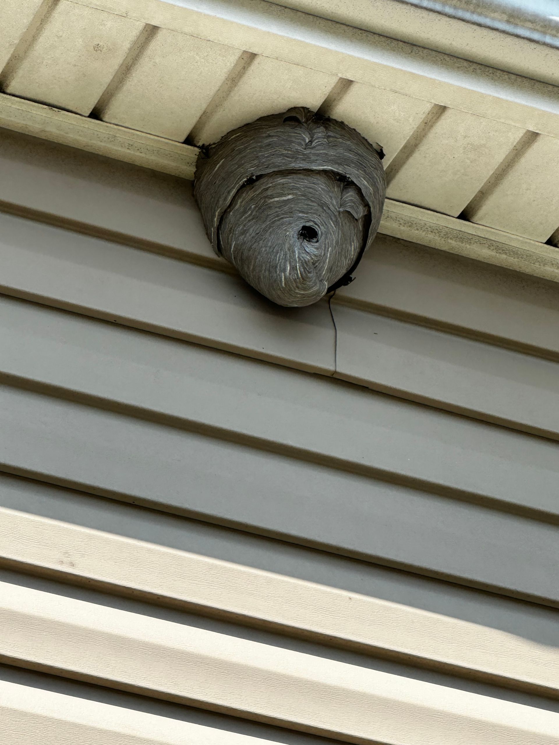Gray wasp nest attached under beige house eaves
