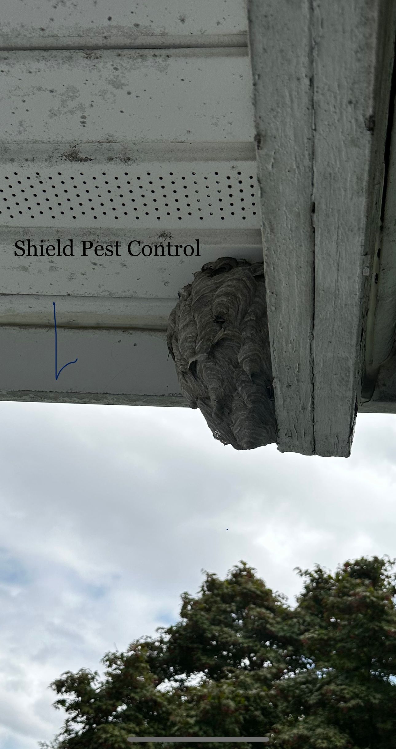 Large wasp nest attached under a white building eave above trees and cloudy sky