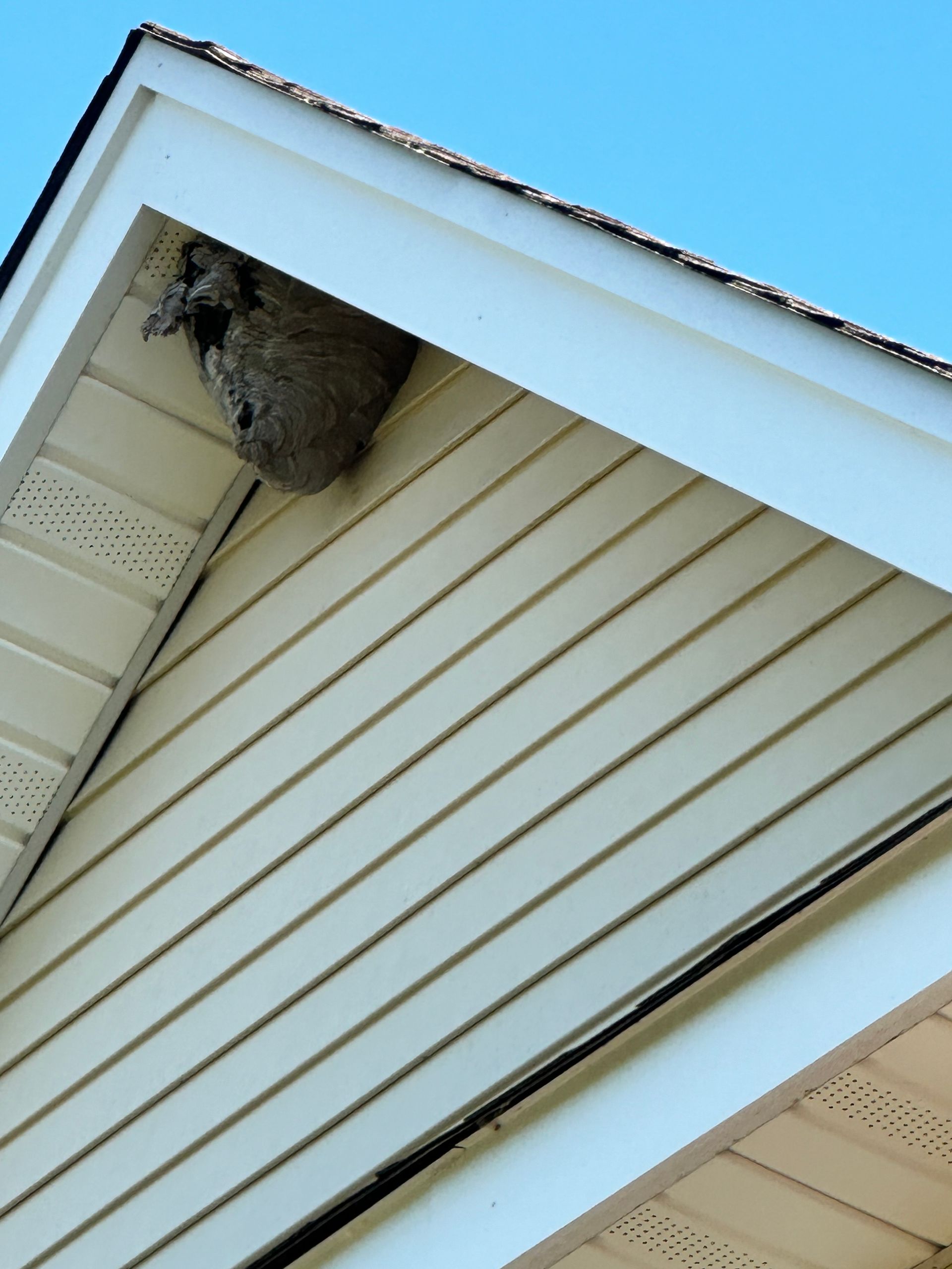 A large wasp nest hangs under the eaves of a beige house with white trim.