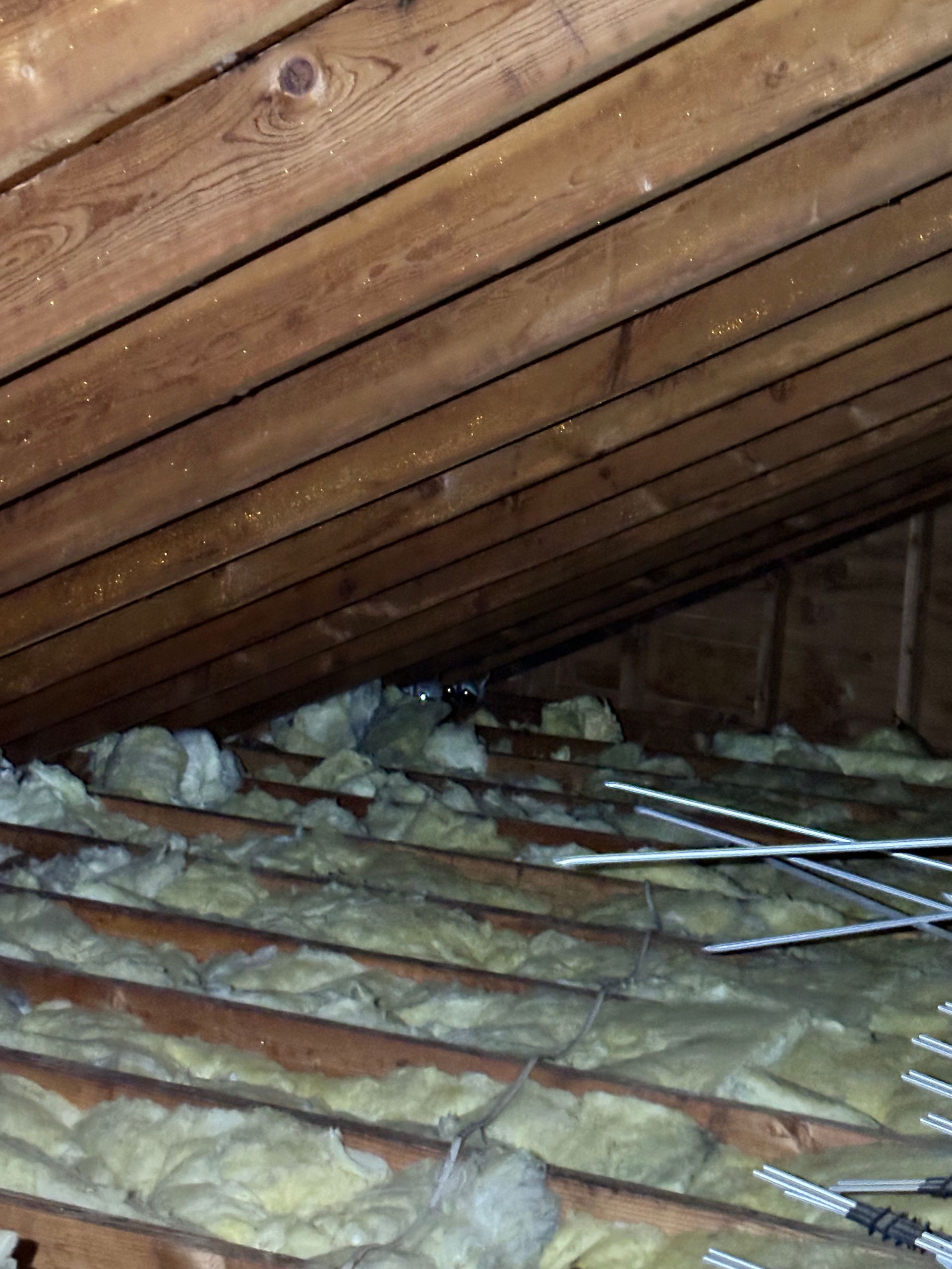 Attic interior with sloped wooden rafters and exposed insulation between roof joists