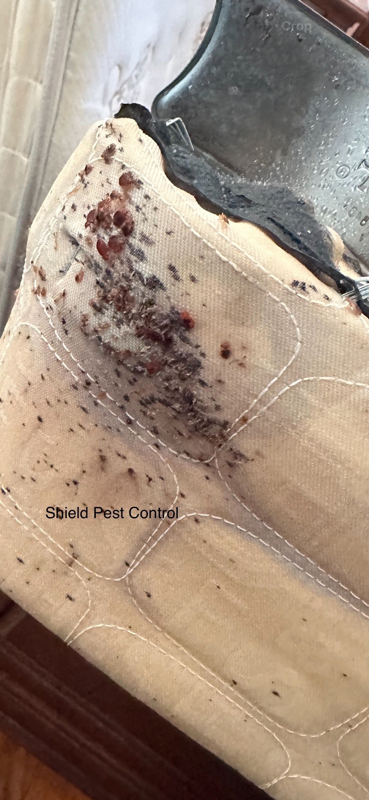 Close-up of a beige couch cushion with a dark stain and red marks near the seam