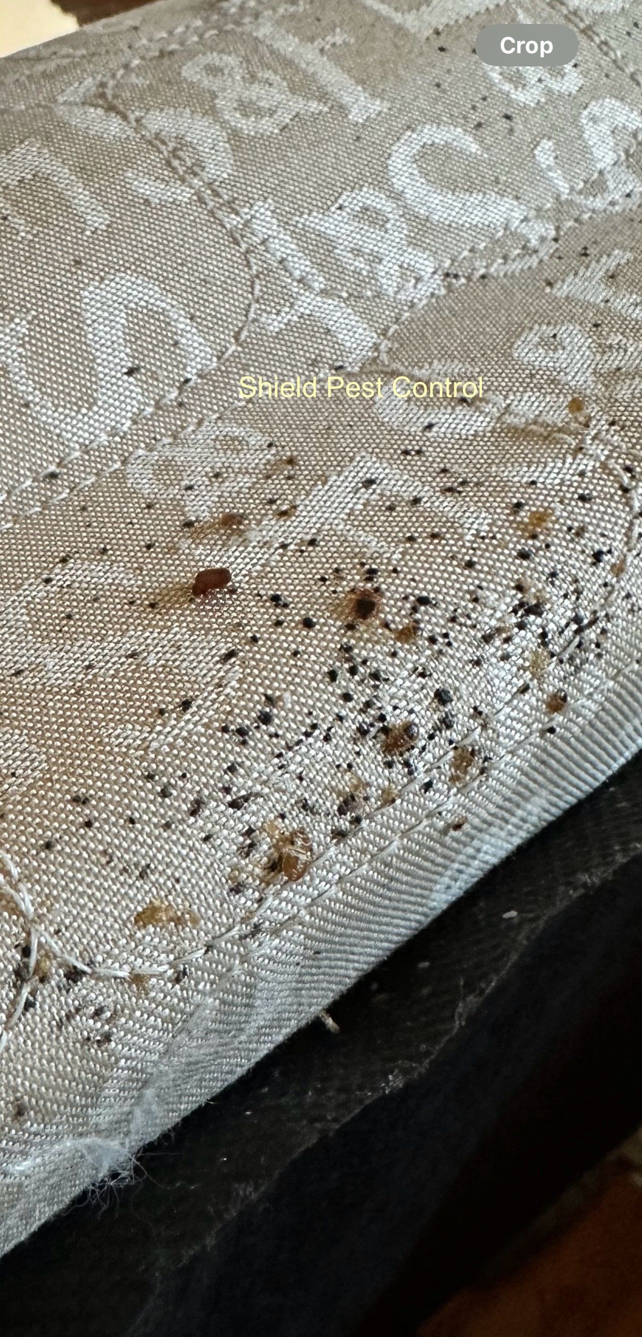 Close-up of a light fabric sofa with scattered brown stains and dirt spots.