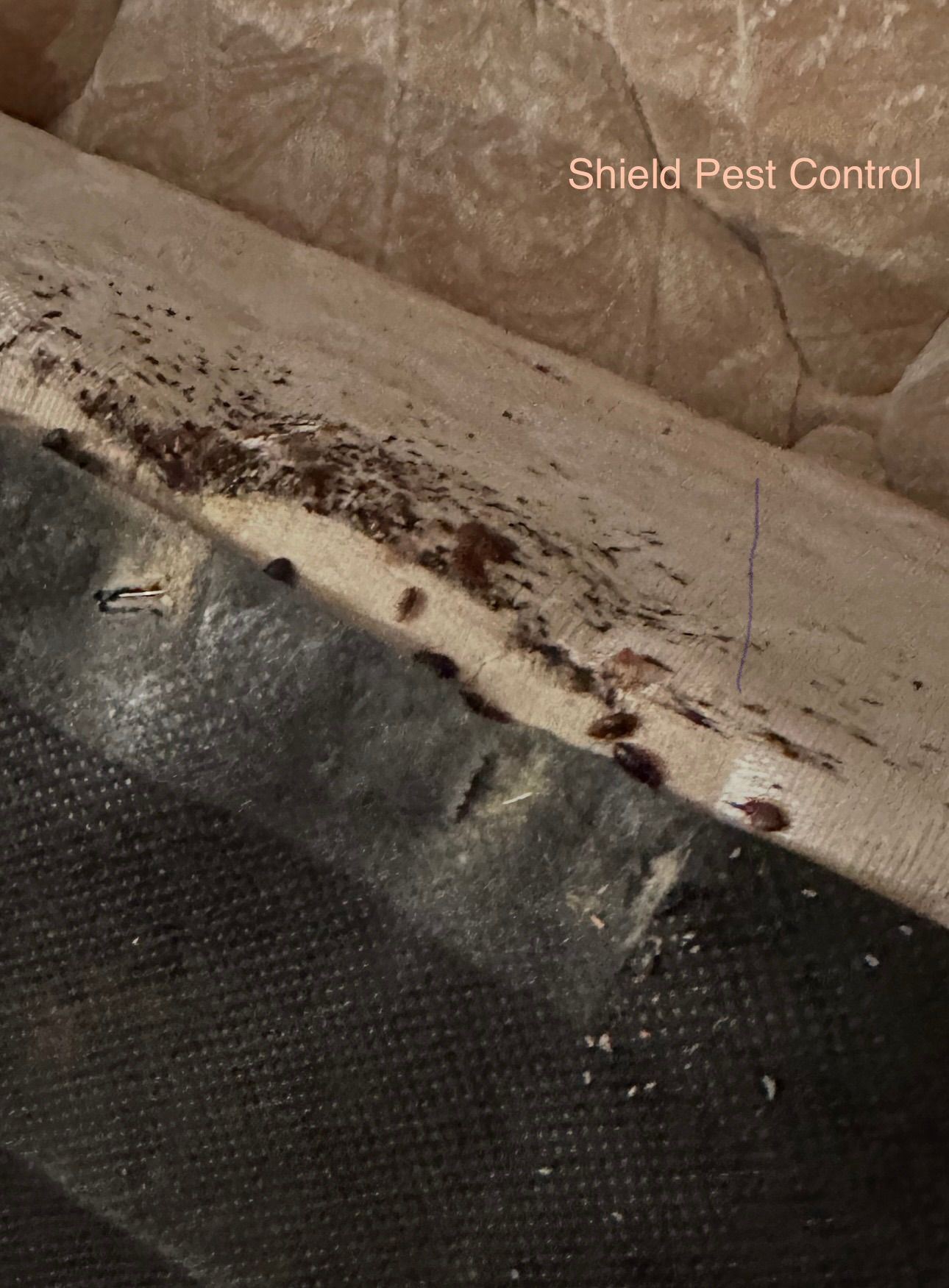 Dead bugs and debris along a window sill beside a screen, with a pest control watermark.
