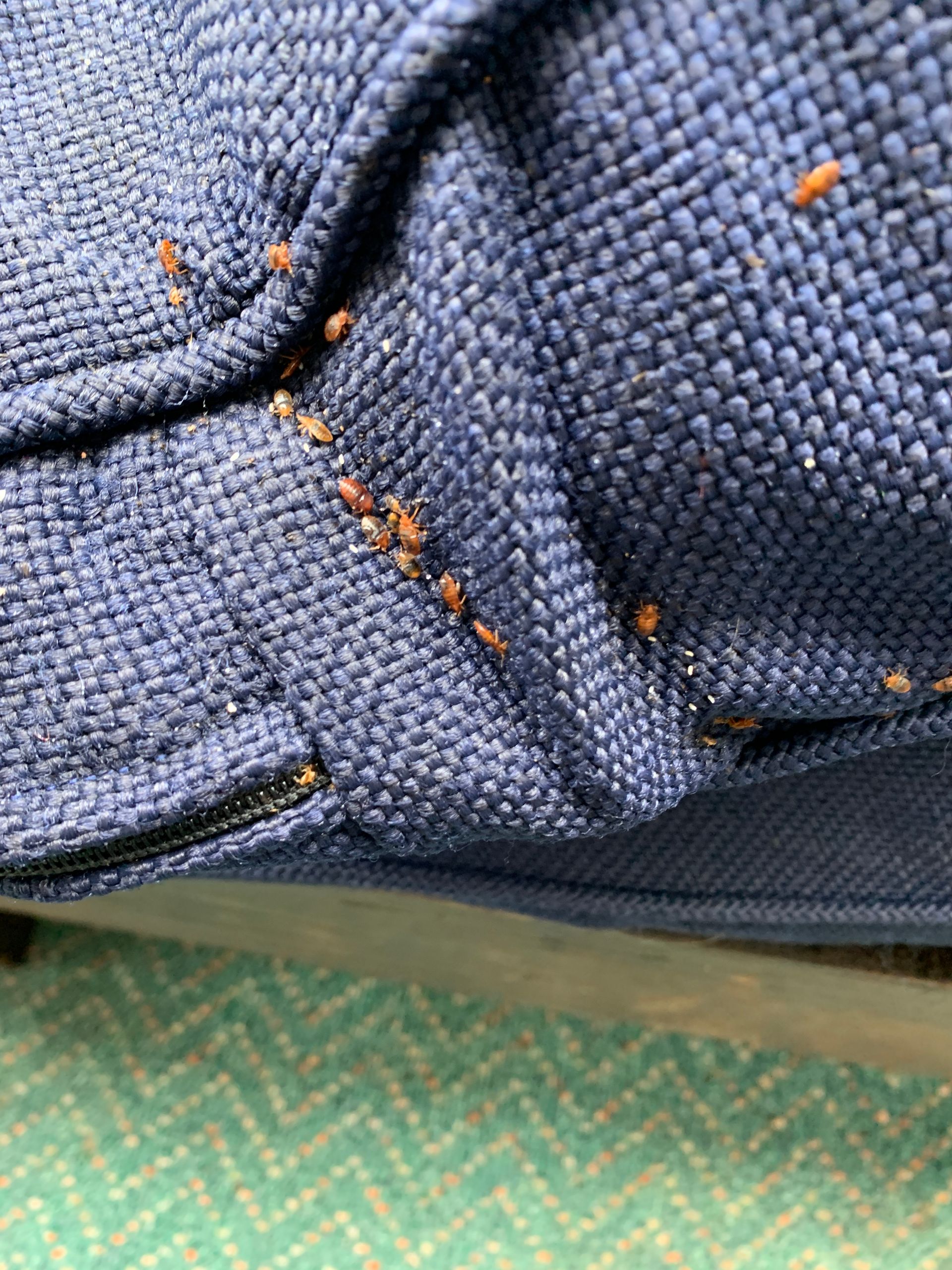 Close-up of blue fabric seam with small orange ants crawling on it, over a green textured surface