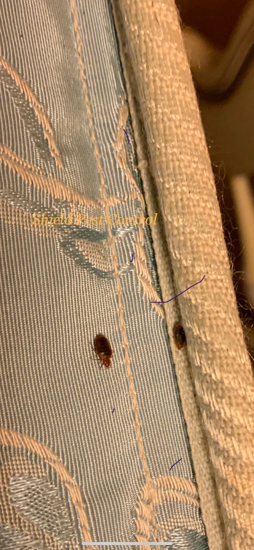 Close-up of a beige patterned curtain with a small brown insect on the fabric.