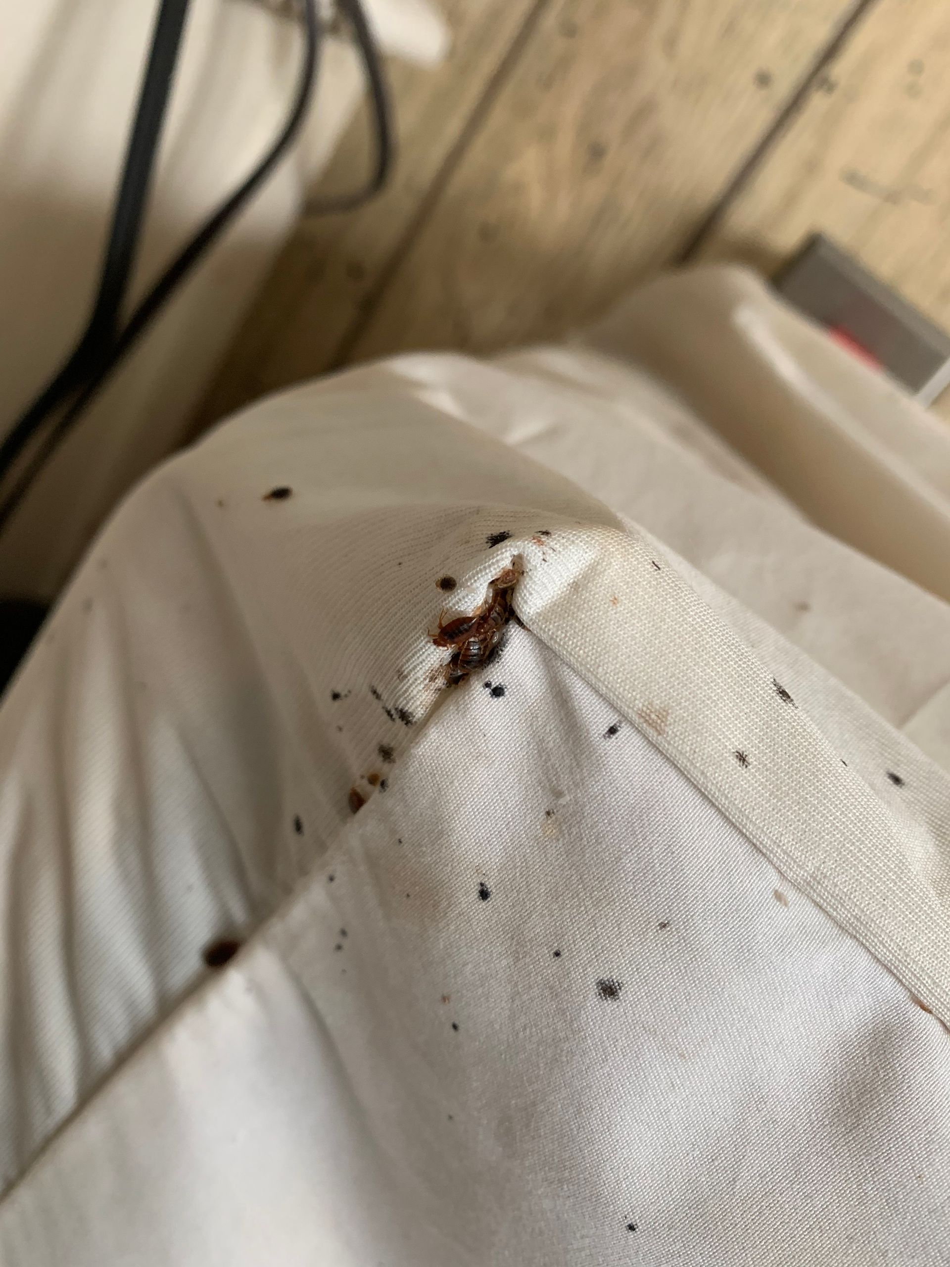 Small brown insect on white fabric near scattered dark specks, with a wooden floor in the background