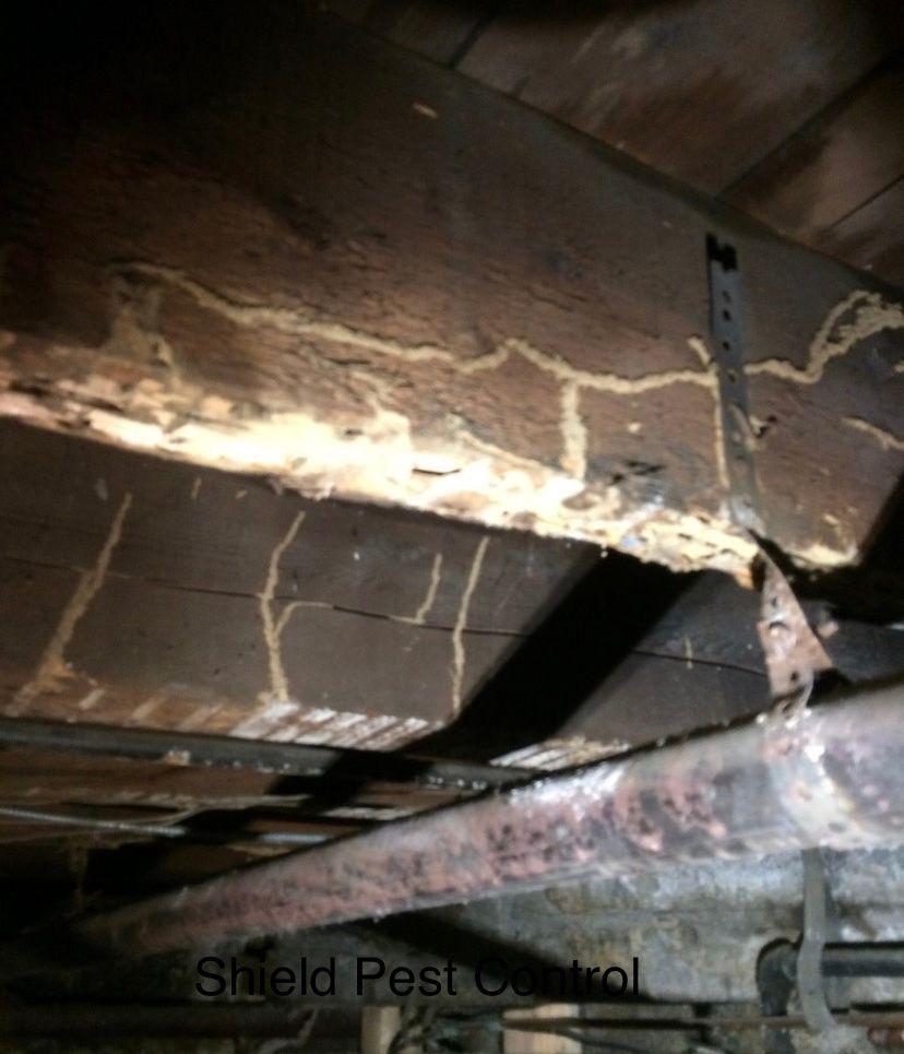 Damaged wooden beam with termite trails and pest control strap in a crawl space