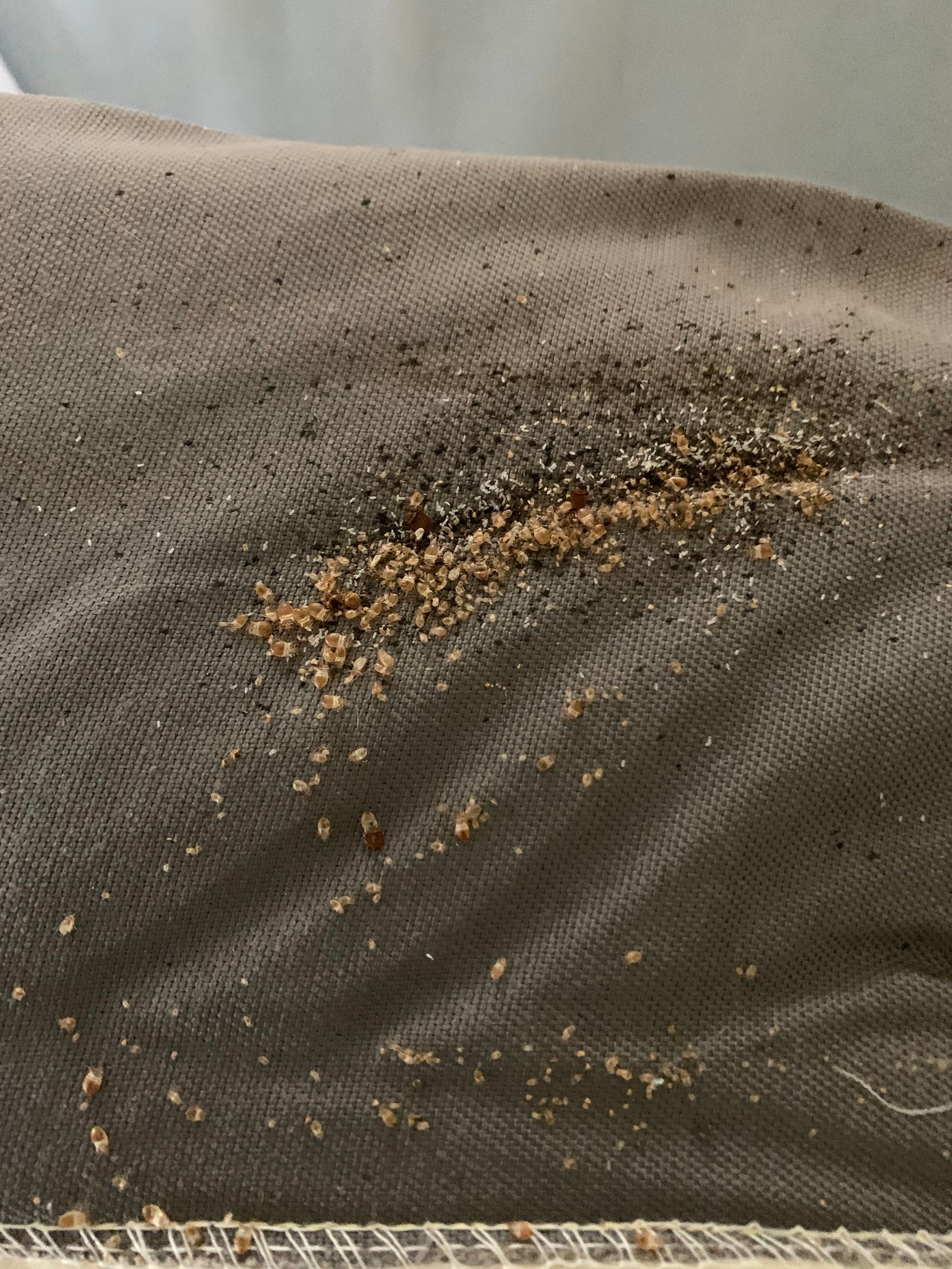 Scattered brown and black ants on dark fabric