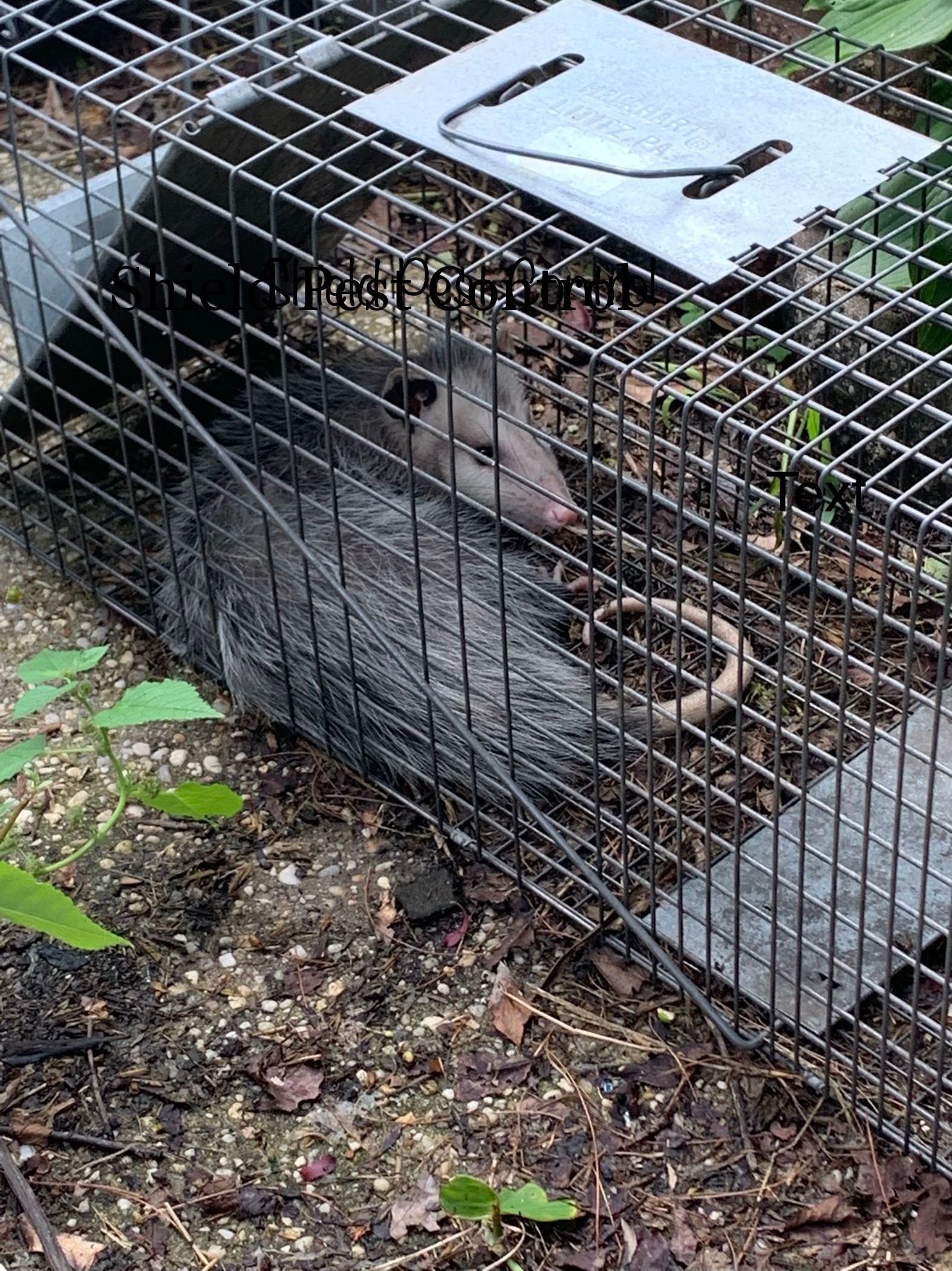 Gray opossum inside a wire cage trap on dirt and leaves outdoors