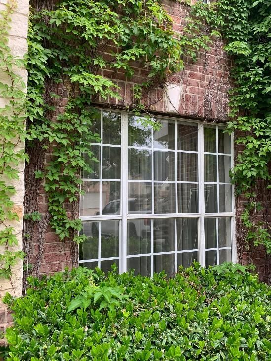 A window on a brick building with ivy growing on it.