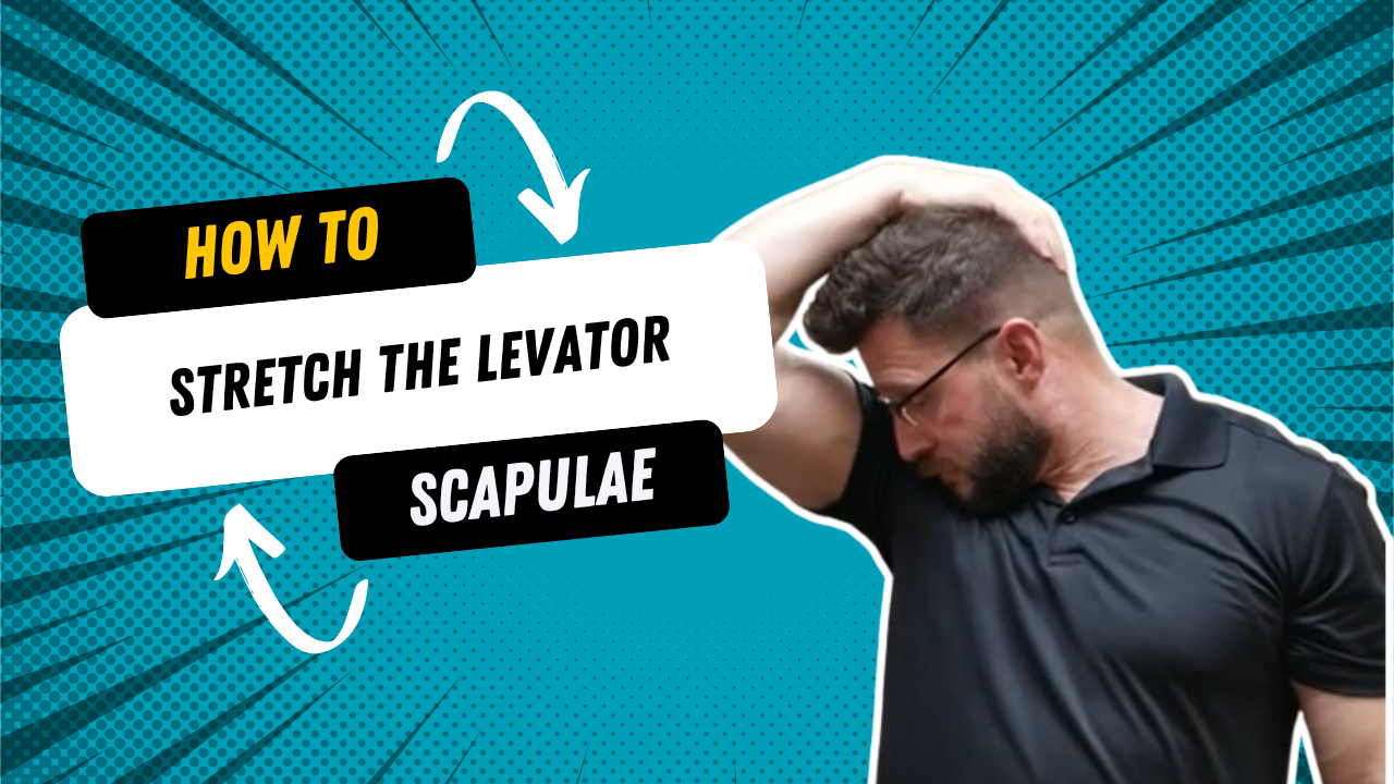 how to Stretch the Levator Scapulae