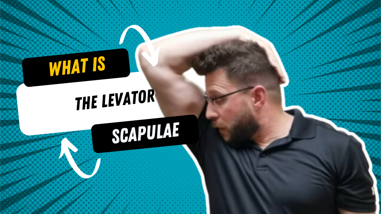 What is the levator scapulae