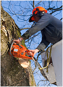 man cutting down a tree