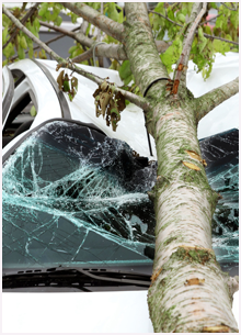 fallen tree on a car windshield