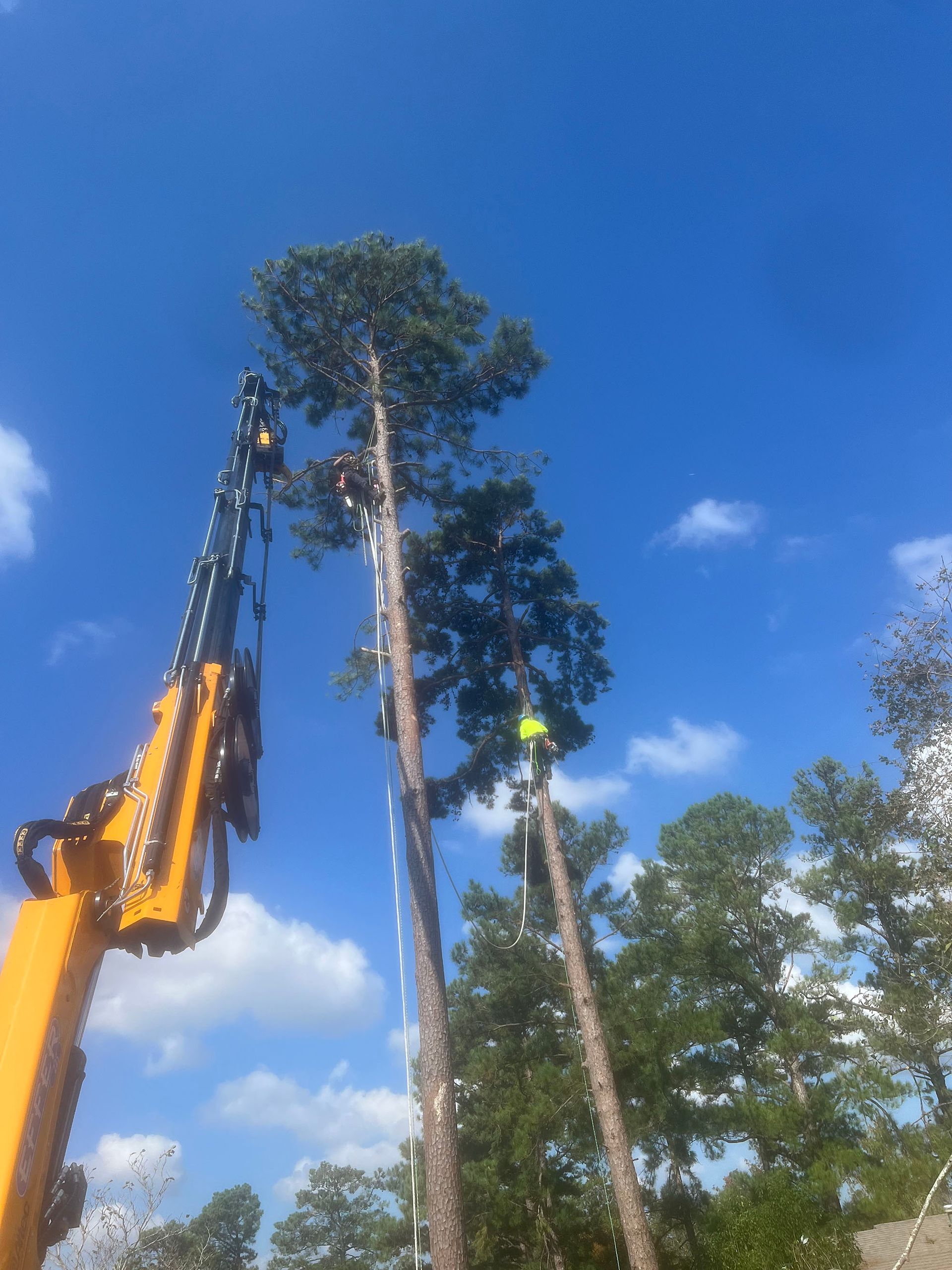 A man is climbing a tree with a crane in the background.
