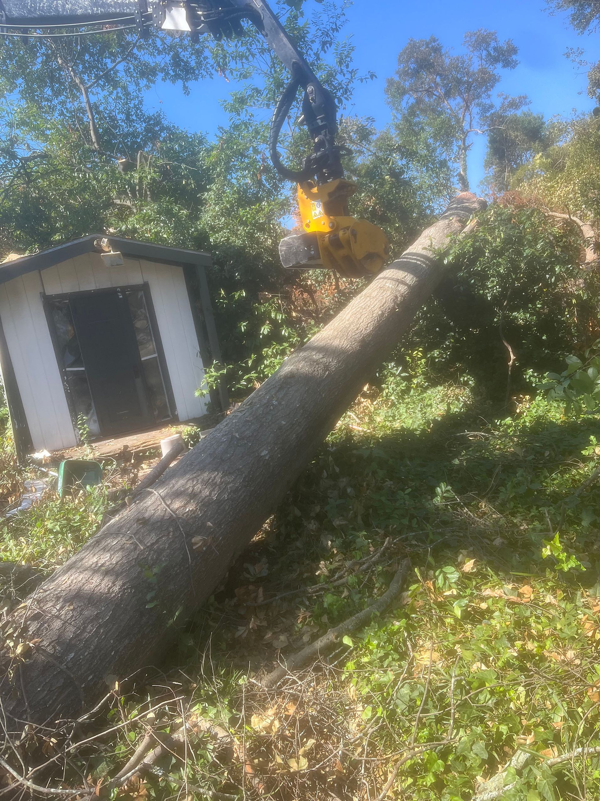 A large tree trunk is being cut down by a crane.