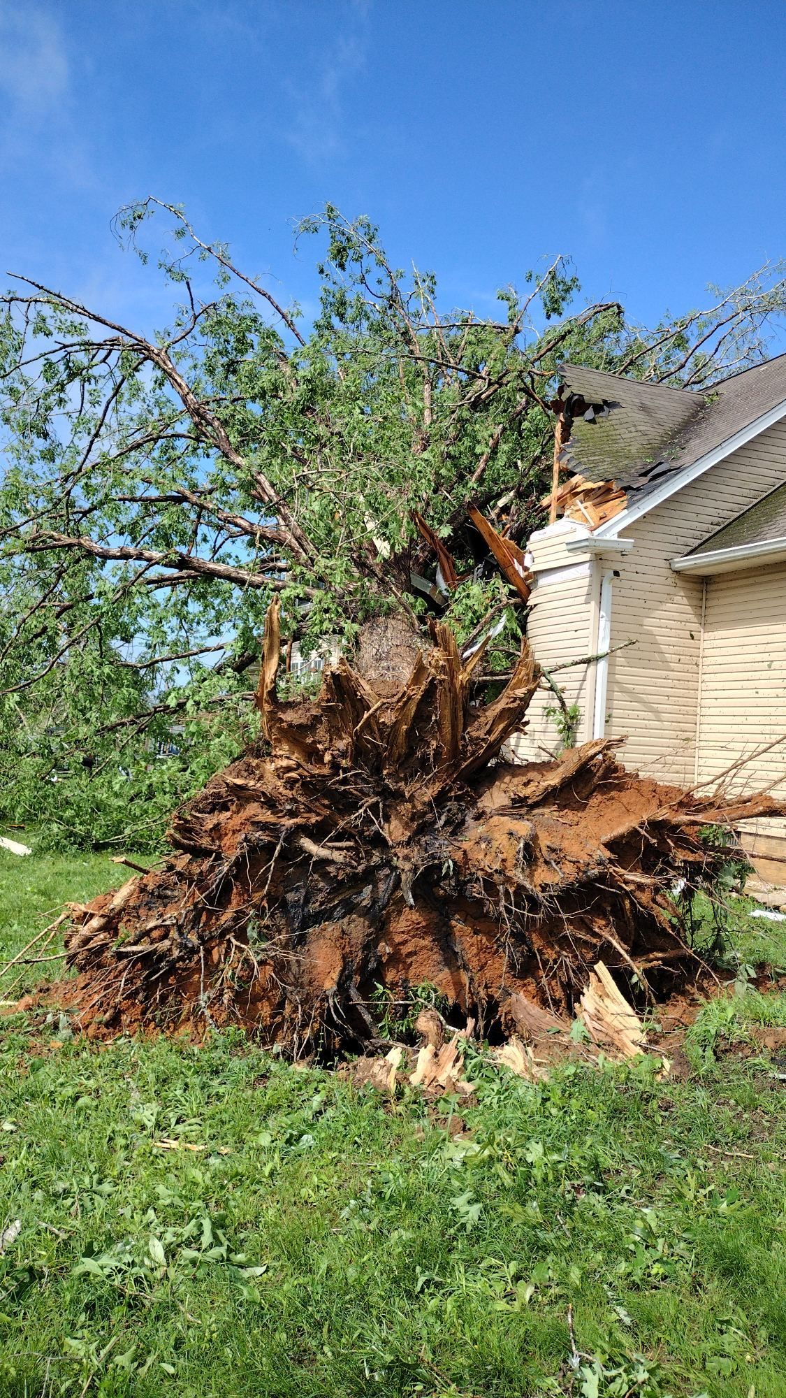 A tree that has fallen in front of a house.