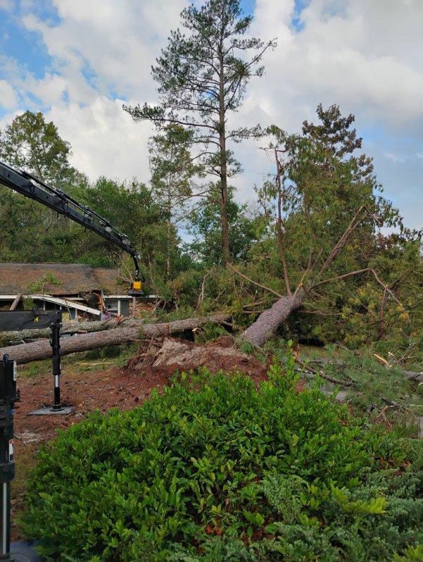 A crane is lifting a tree in the middle of a forest.