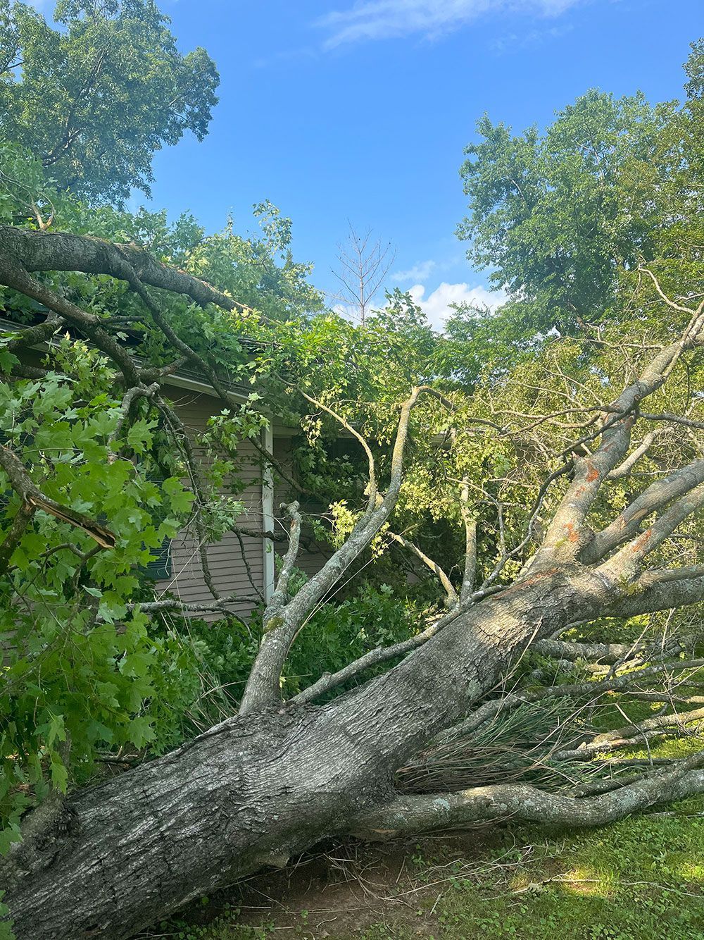 A large tree that has fallen on top of a house.