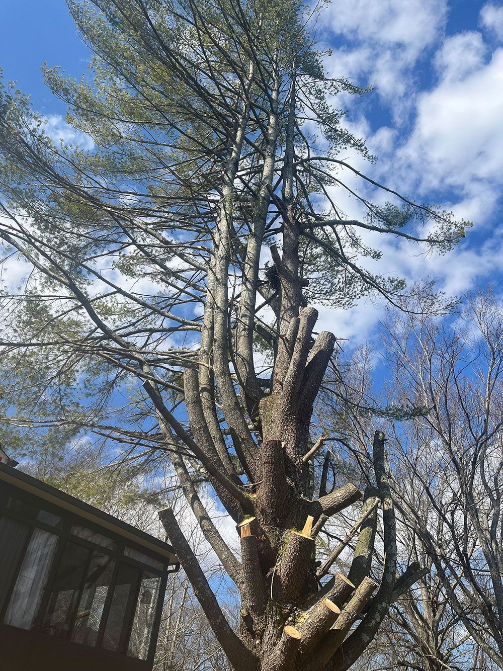 A tree with a lot of branches and a blue sky in the background.
