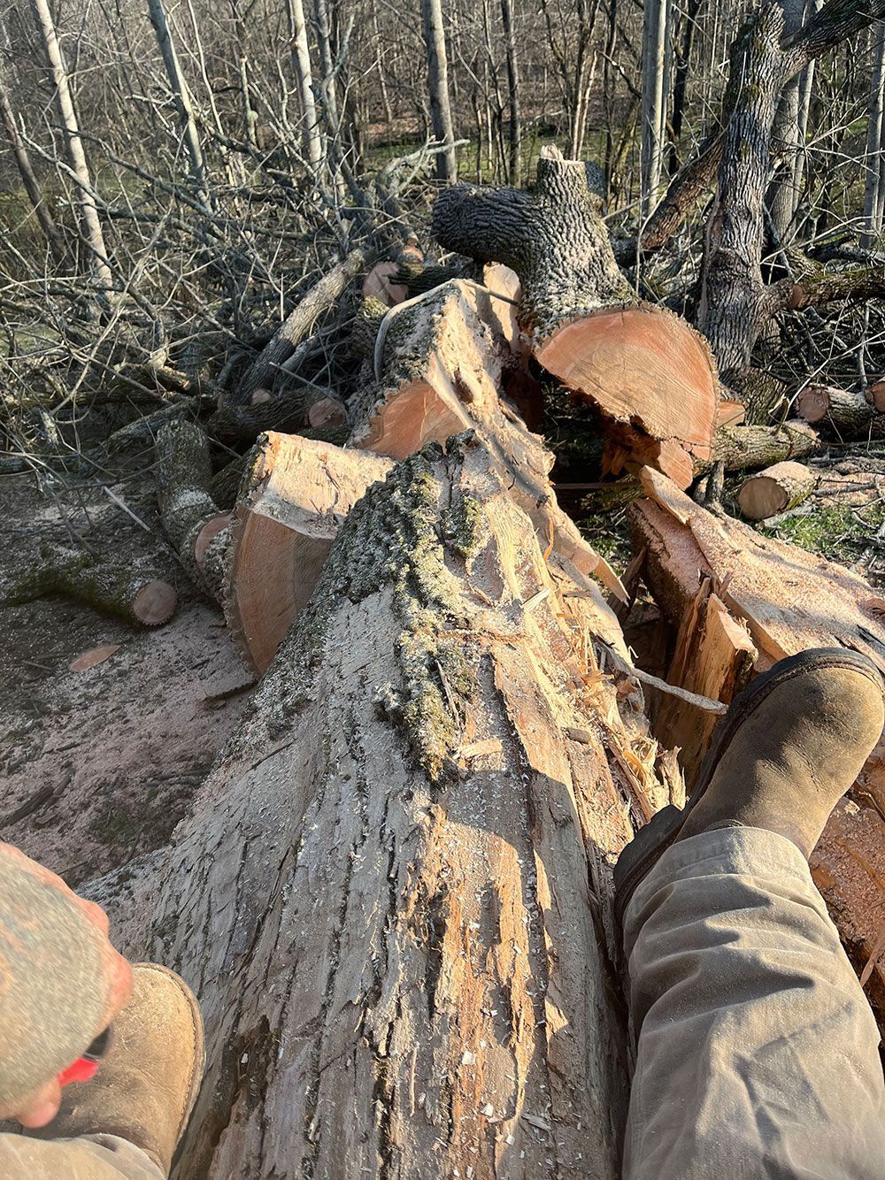 A truck with a crane attached to it is carrying a tree.