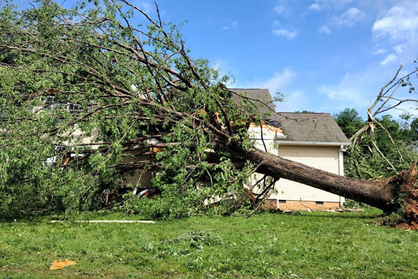 A large tree has fallen on top of a house.