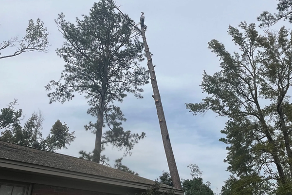 A crane is cutting a tree in front of a house.