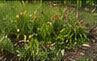 Lined rain gardens