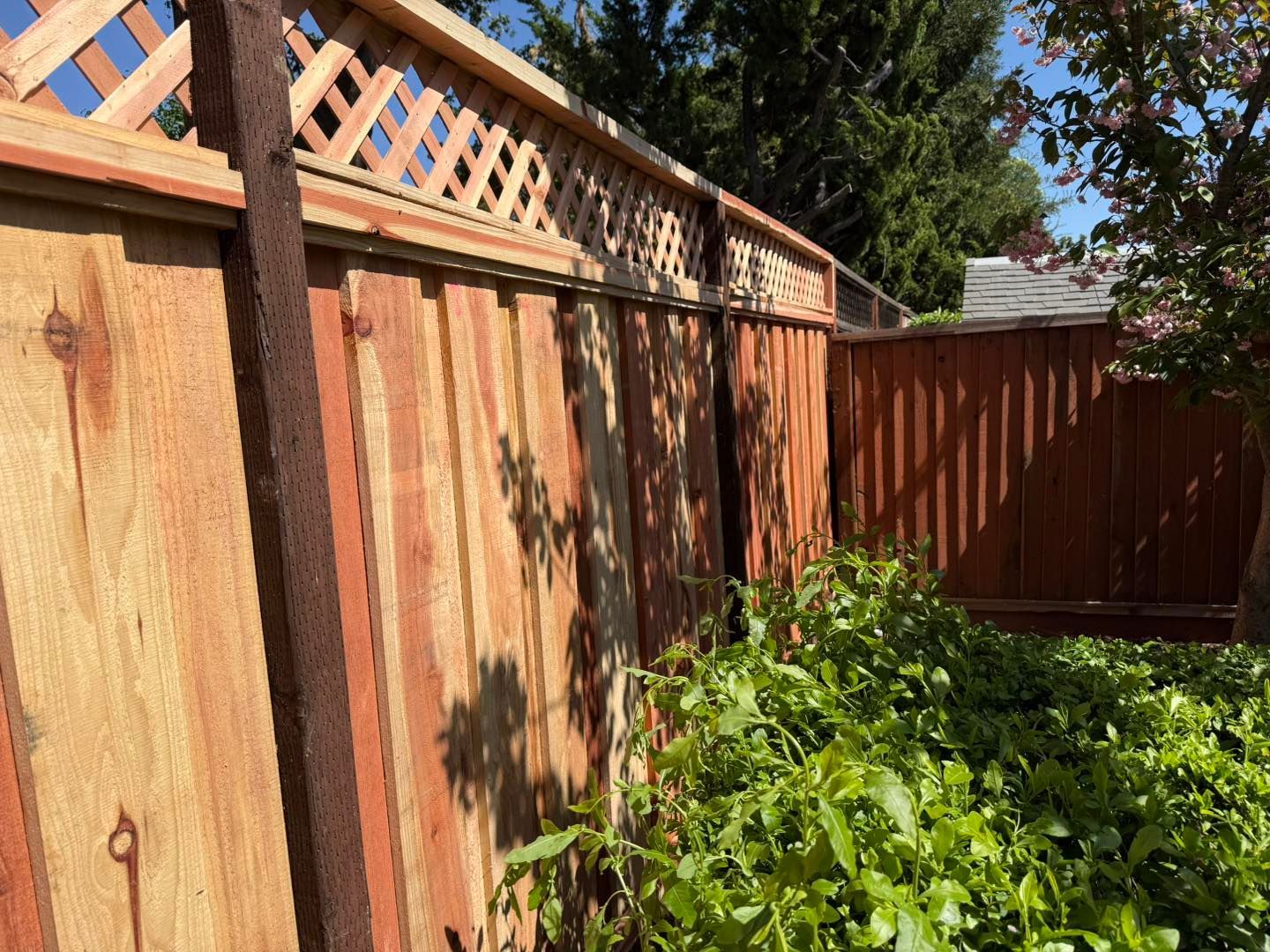 Wooden backyard fence with lattice top and overgrown green plants in front