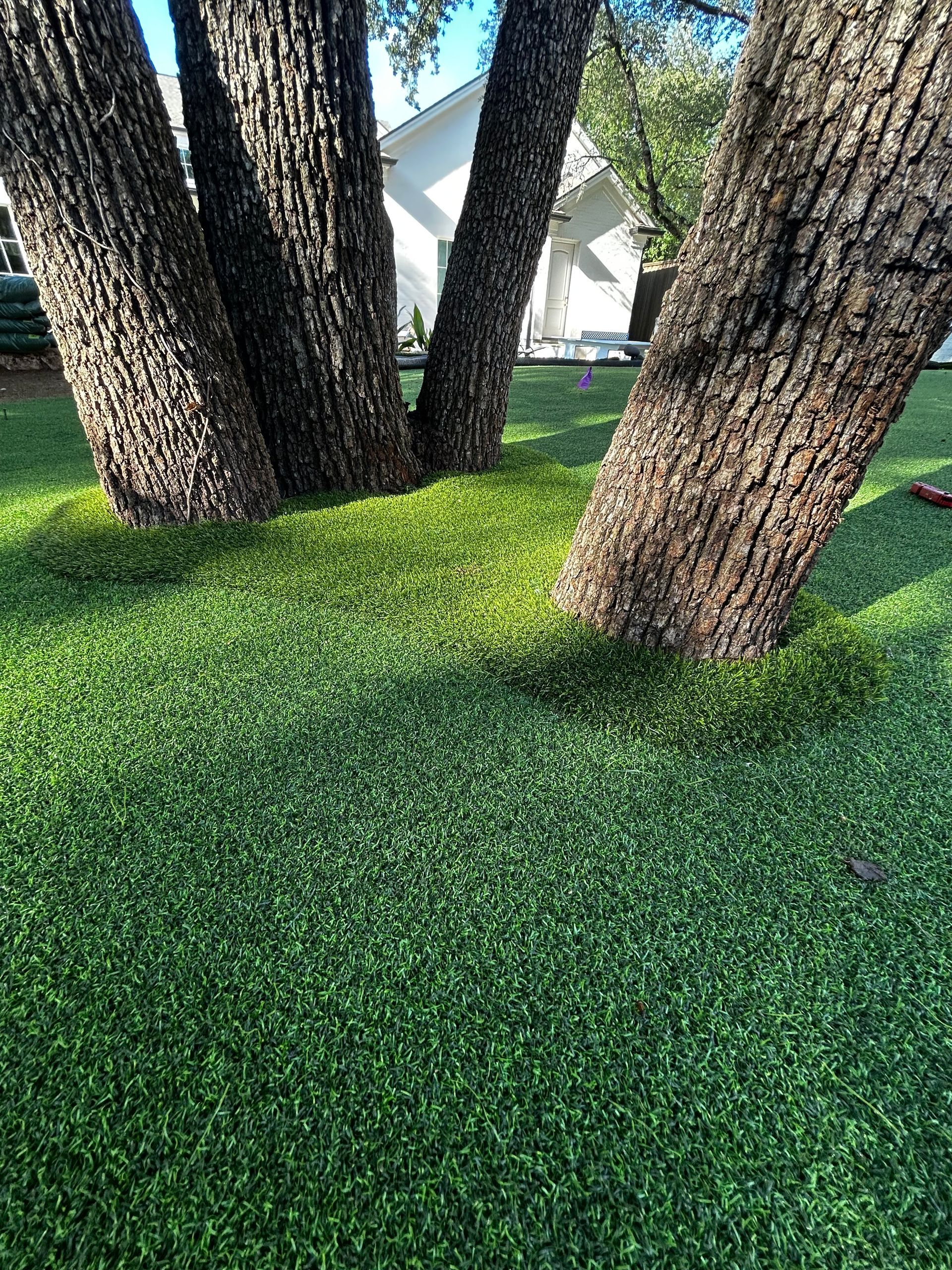 Several tree trunks on bright green grass with a white house in the background