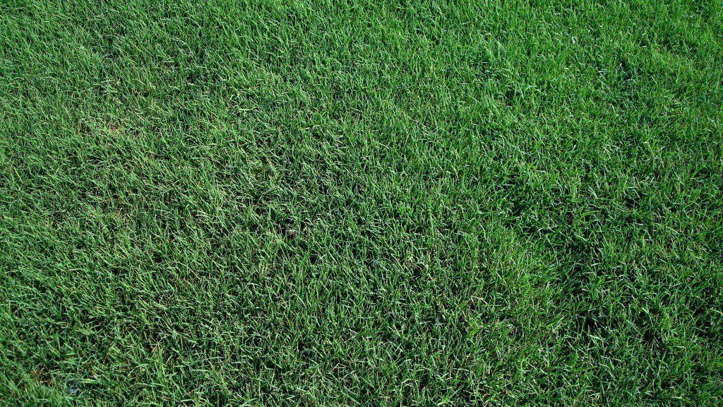 Tiff 419 Bermuda Grass