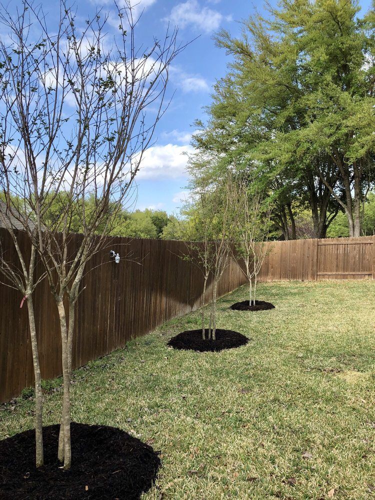 A row of trees in a backyard next to a wooden fence.
