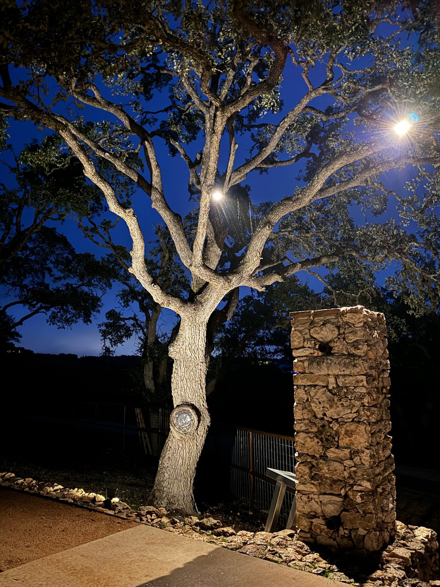 A tree is lit up by a street light at night
