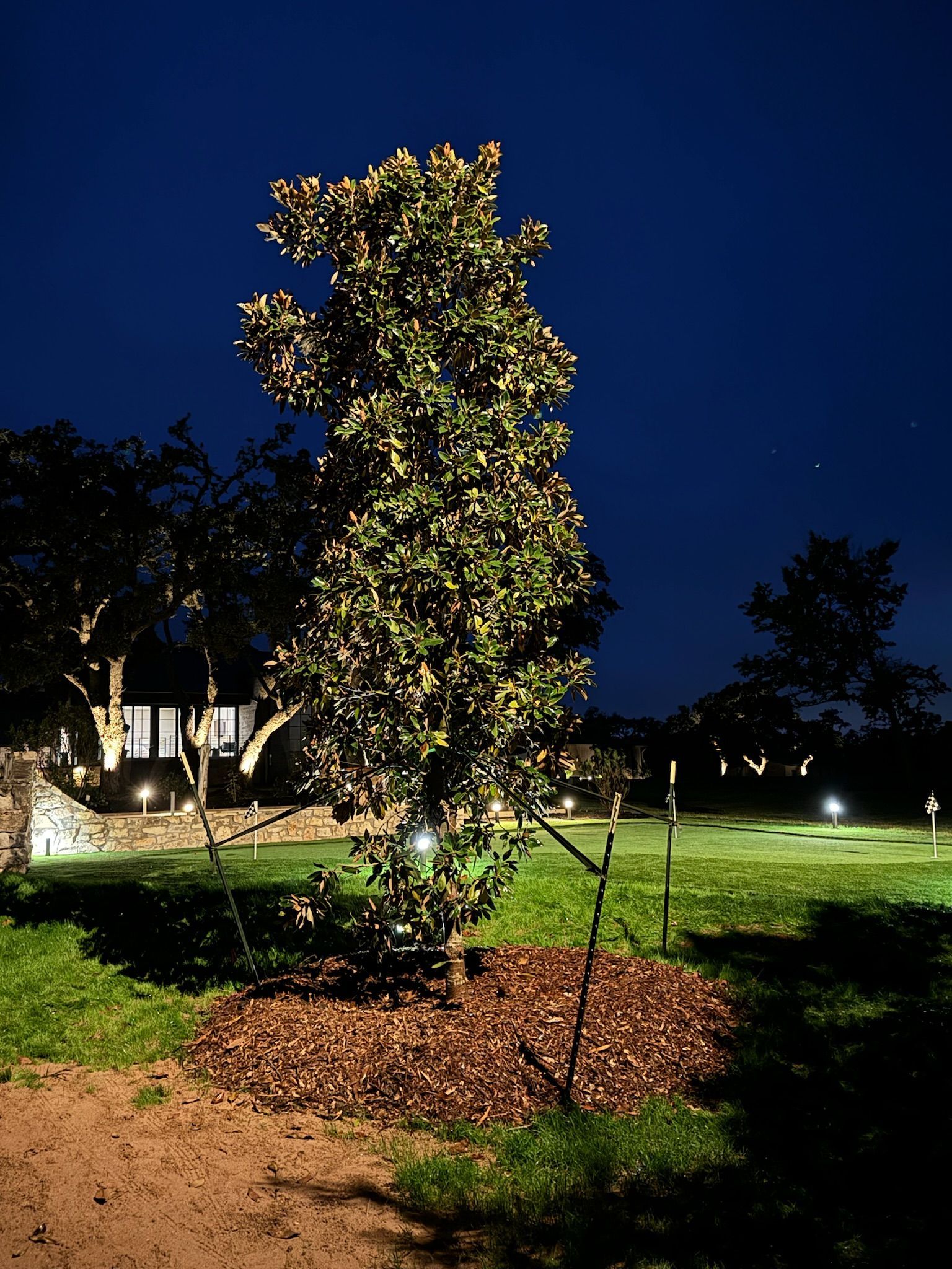 A tree is lit up at night in a park