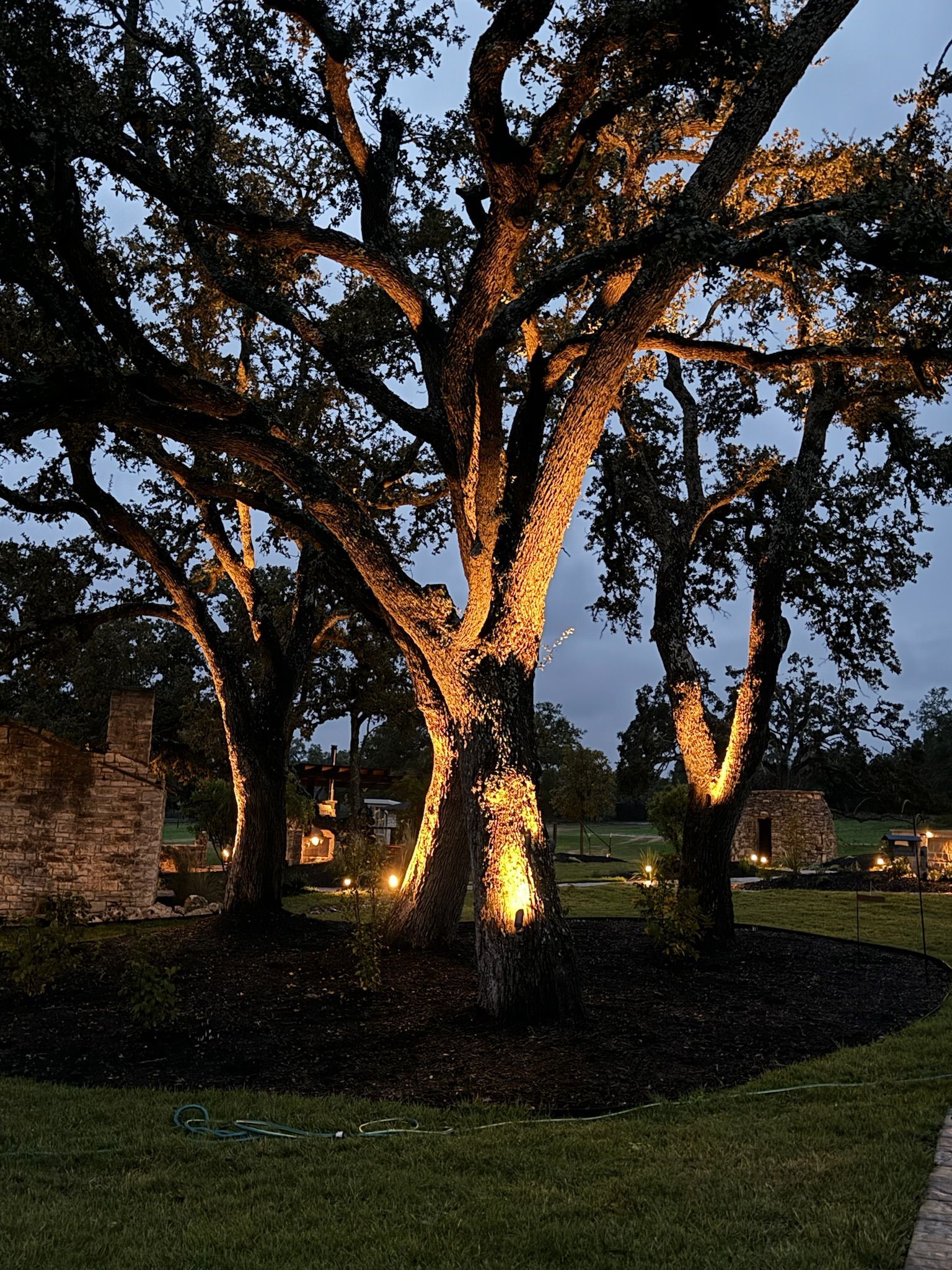 A group of trees are lit up at night in a yard