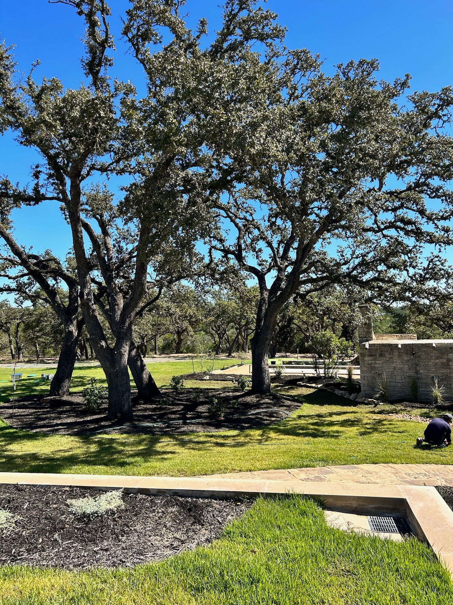 A lush green field with trees and a stone wall in the background.