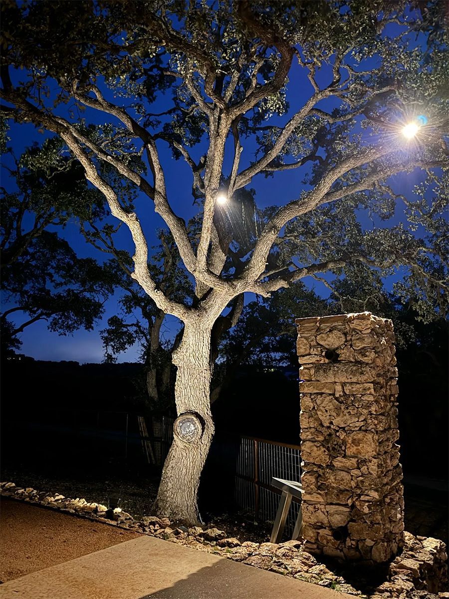 A tree is lit up by a street light at night