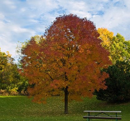 A house with a garage and a lawn in front of it