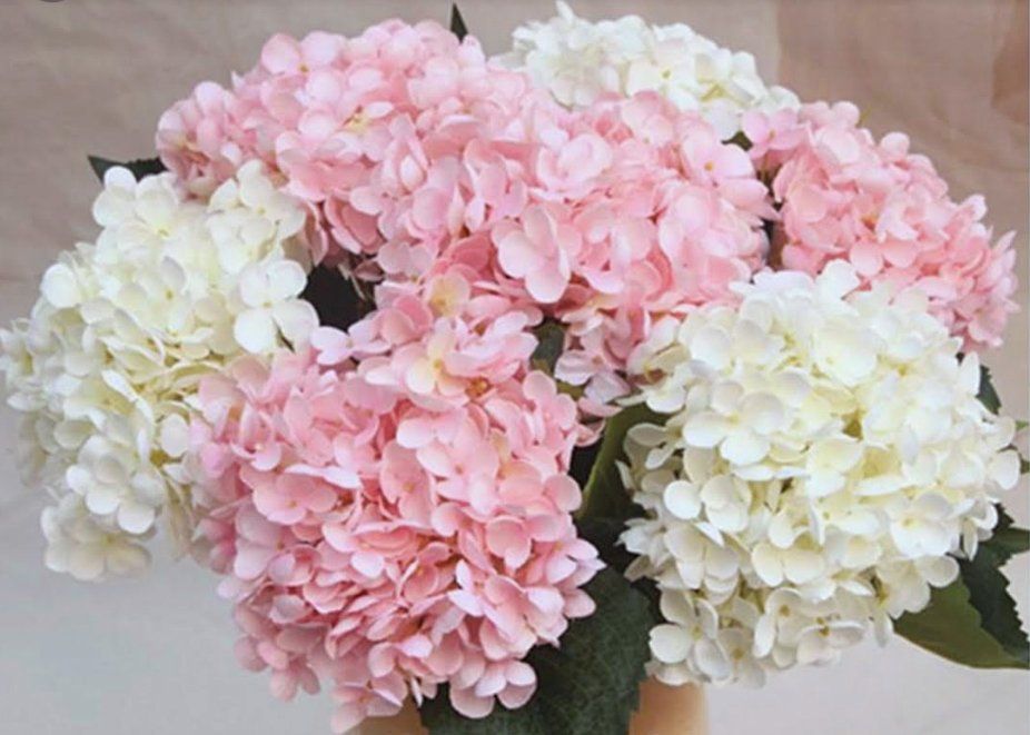 PINK AND WHITE HYDREANGEAS
