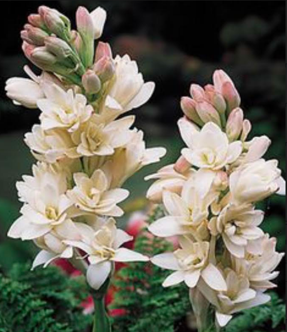 Corporate event flowers