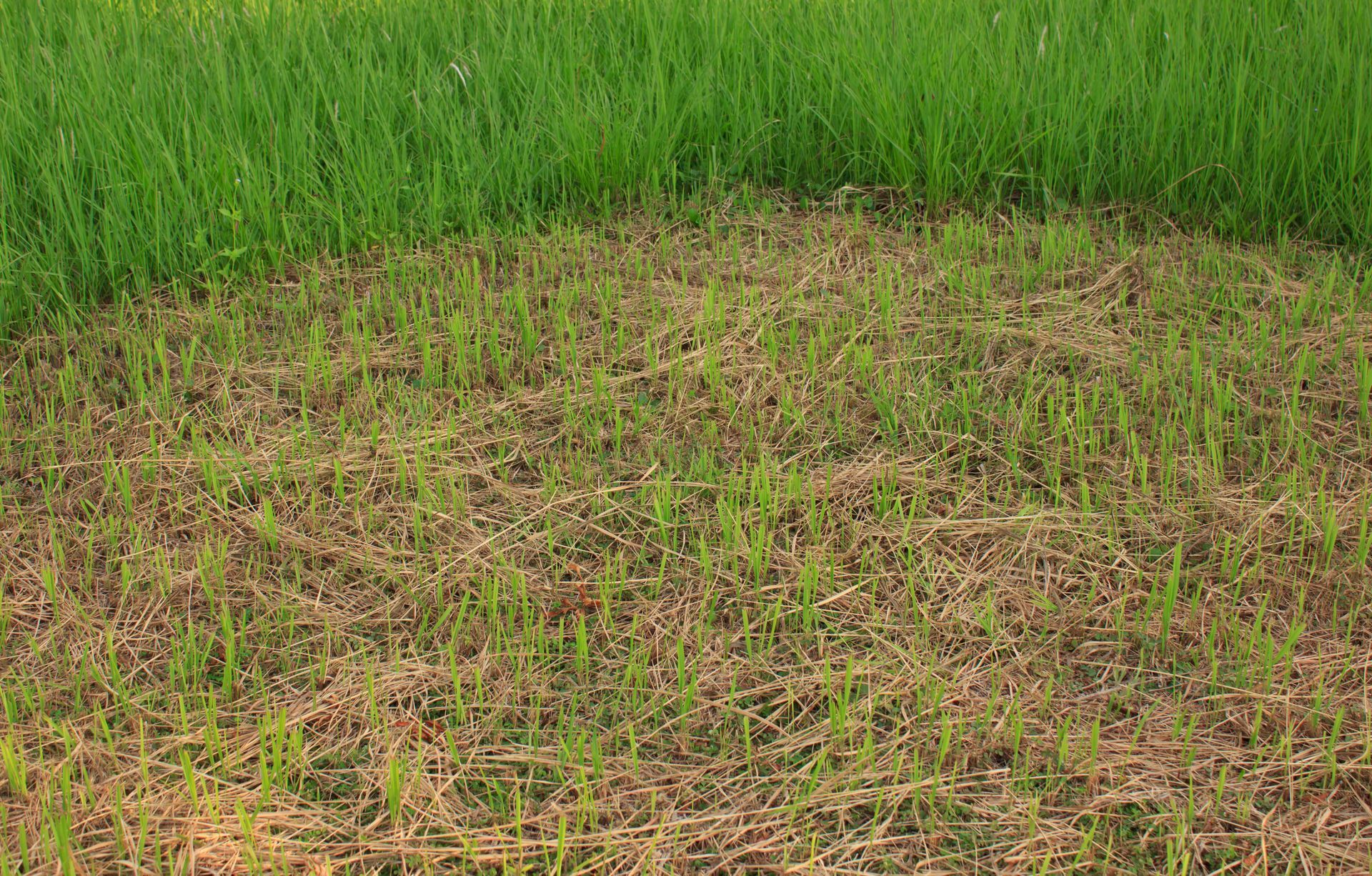 lawn fertilization