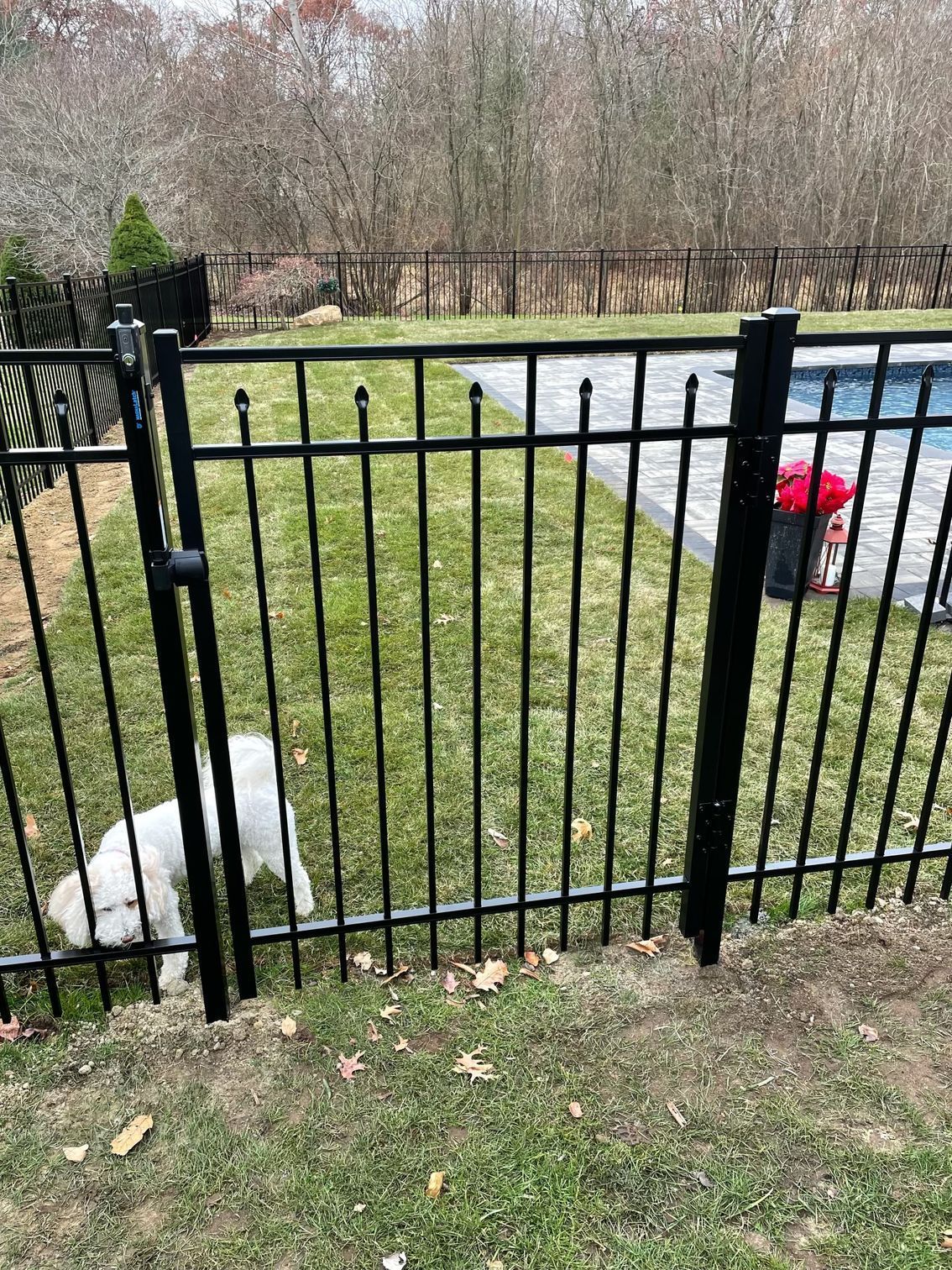 A white dog is standing in the grass behind a black fence.