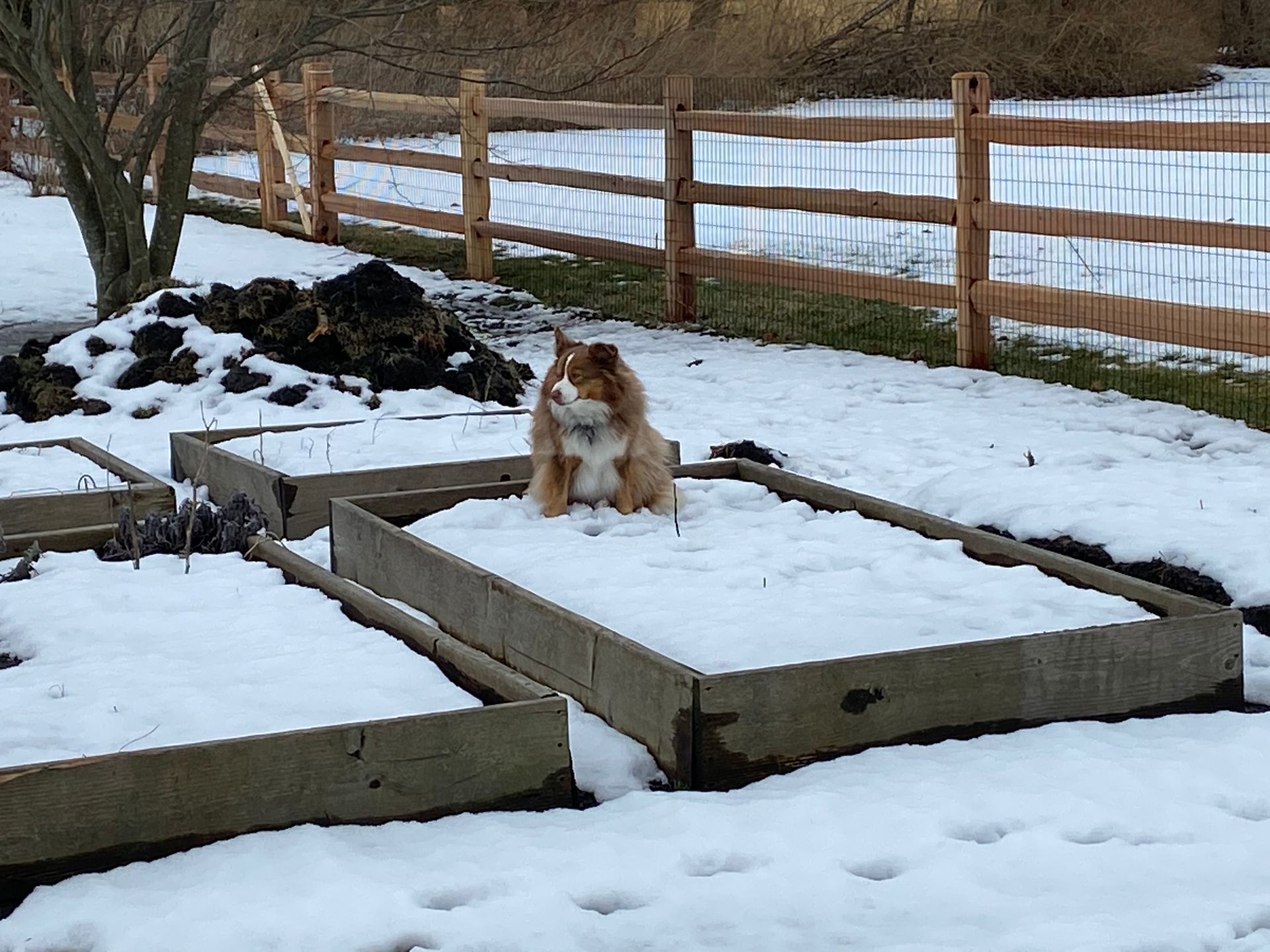 A dog is sitting in the snow in a garden