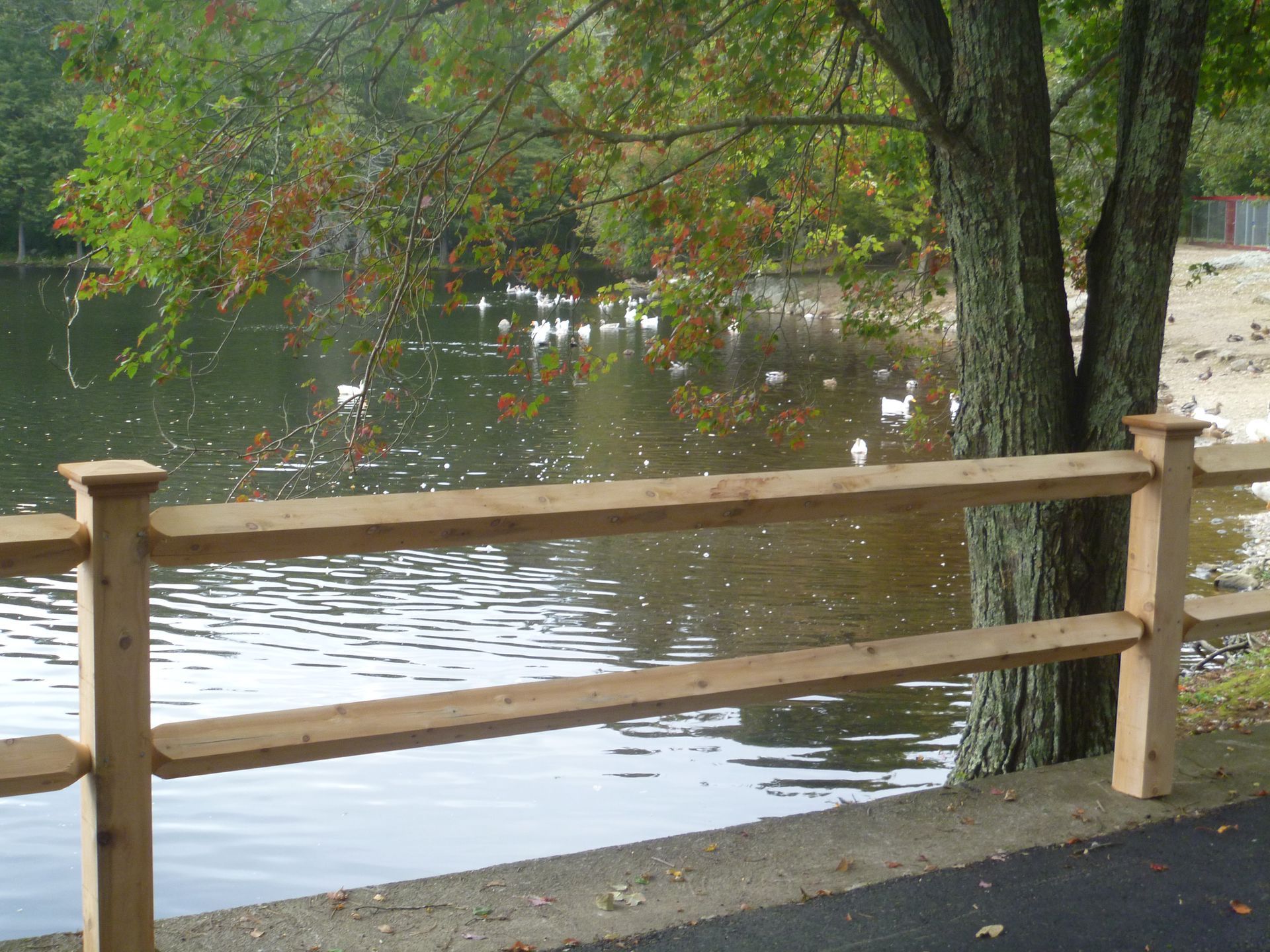 A wooden fence surrounds a lake with ducks swimming in it